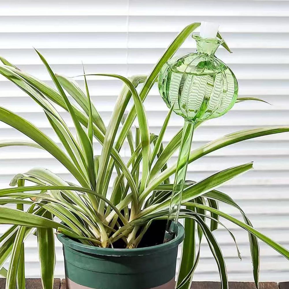 24cm Cactus Self Watering Bulb - đánh giá và giá Self Watering Insert