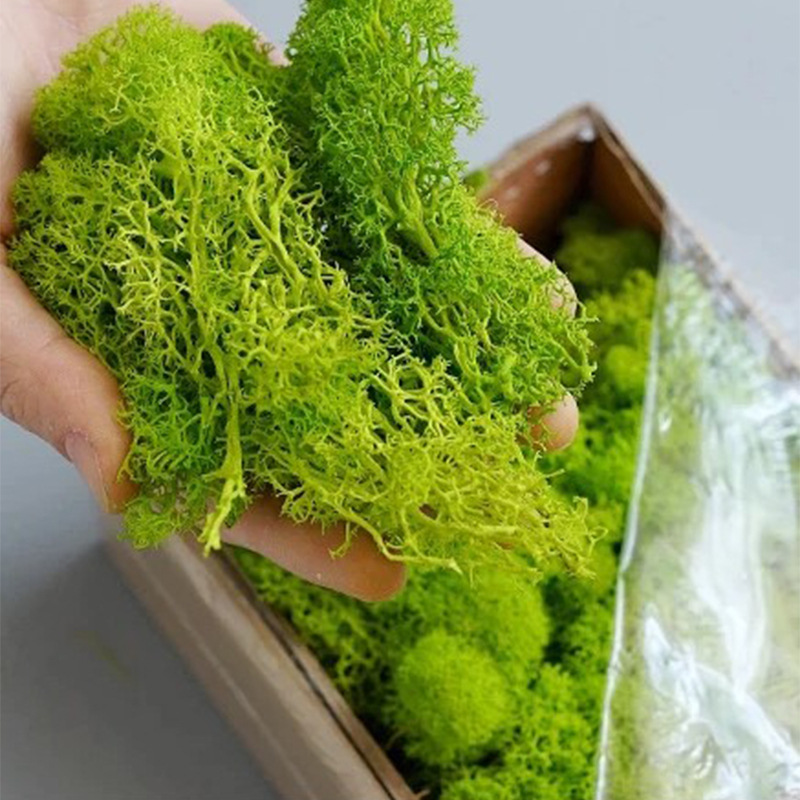 200g Artificial Green Plants M - đánh giá và giá Sphagnum Moss Dry