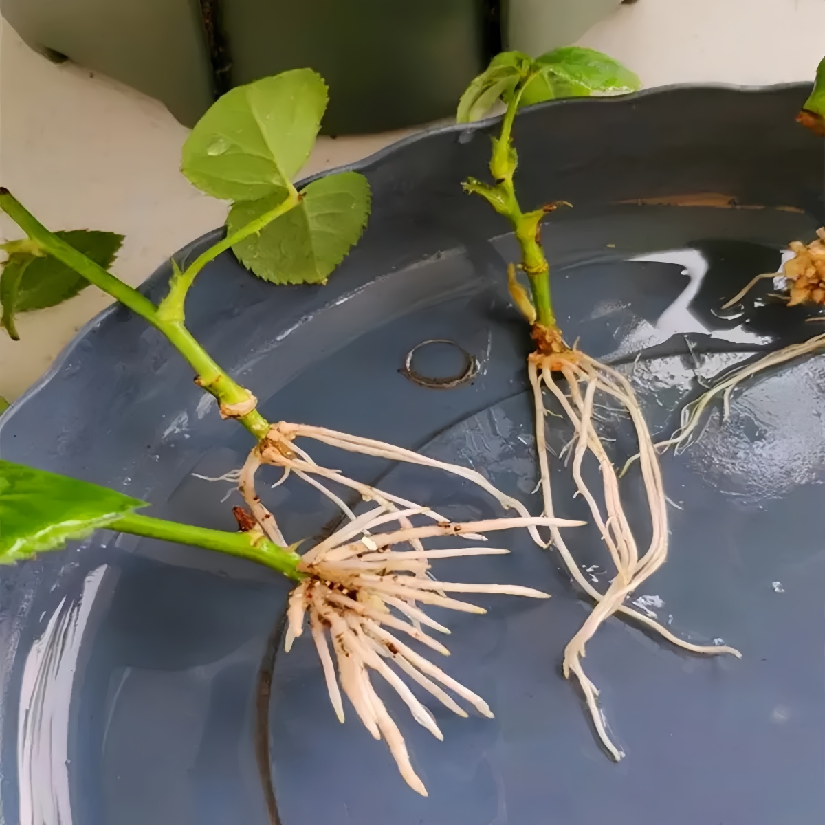 3-indoleacetic Acid IAA Auxina - đánh giá và giá Rooting Hormone Powder