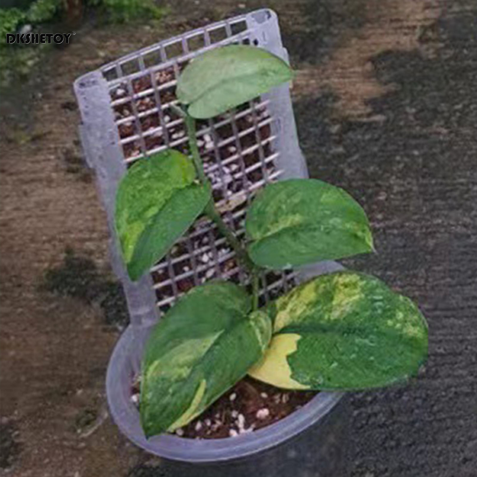 30*12cm Plant Support Cages Pl - đánh giá và giá Sphagnum Moss Dry
